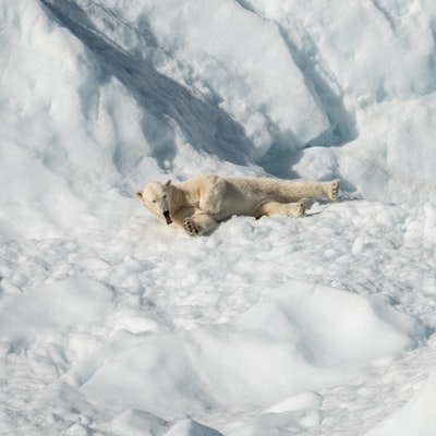 The polar bear lying on the snow

